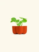 Chinese Money Plant