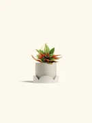 Rosso Peperomia Plant