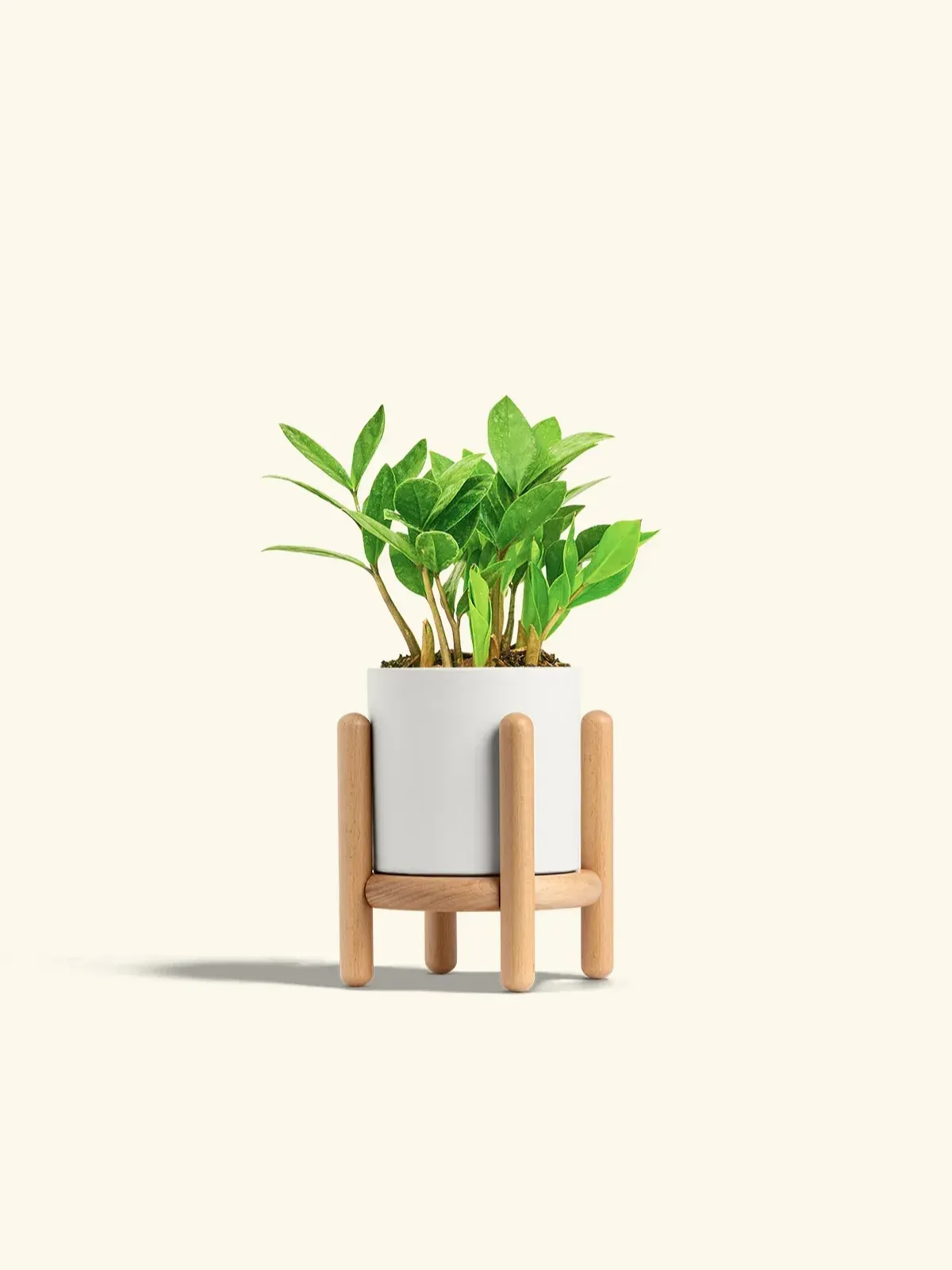 Zamioculcas zamiifolia - Görsel 3