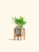 Zamioculcas zamiifolia