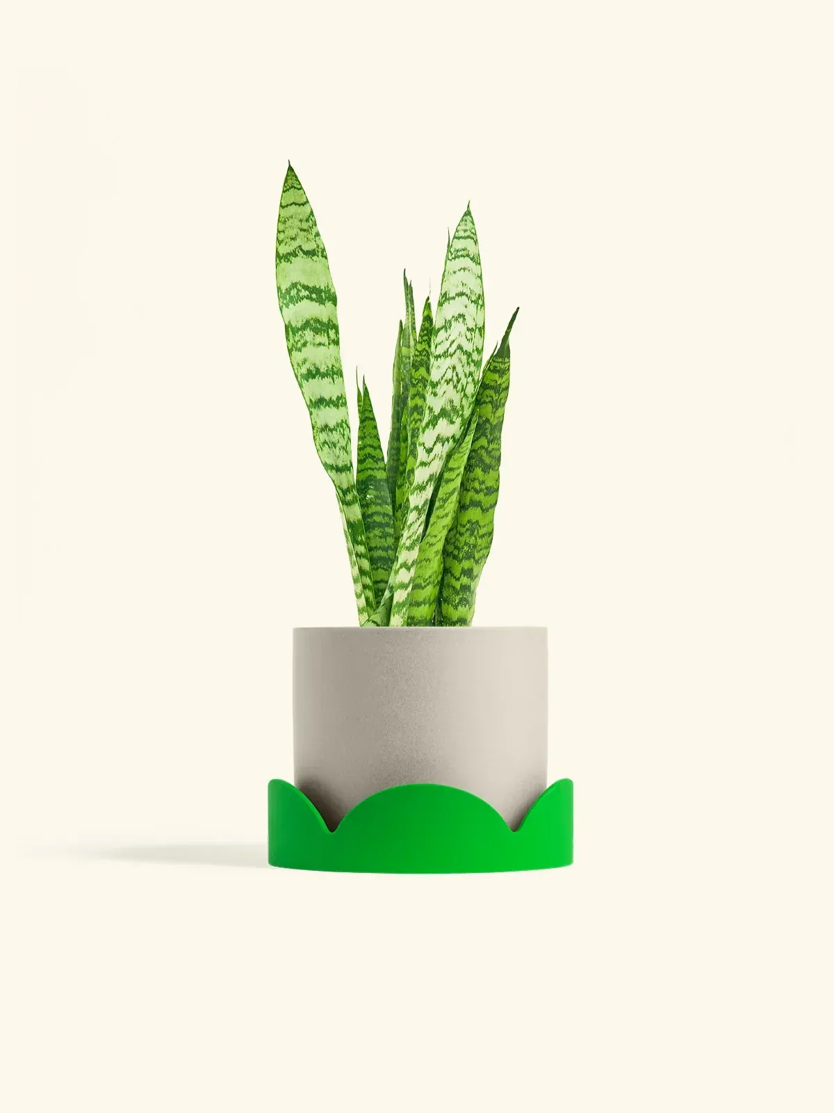 Snake Plant Zeylanica - Görsel 2