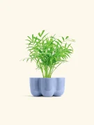 Parlor Palm Plant