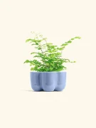 Maidenhair Fern Plant